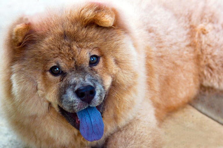 perro con lengua azul