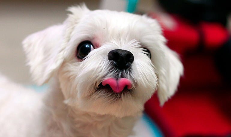 perro con pénfigo