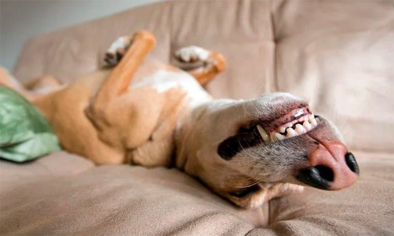 perro durmiendo placenteramente