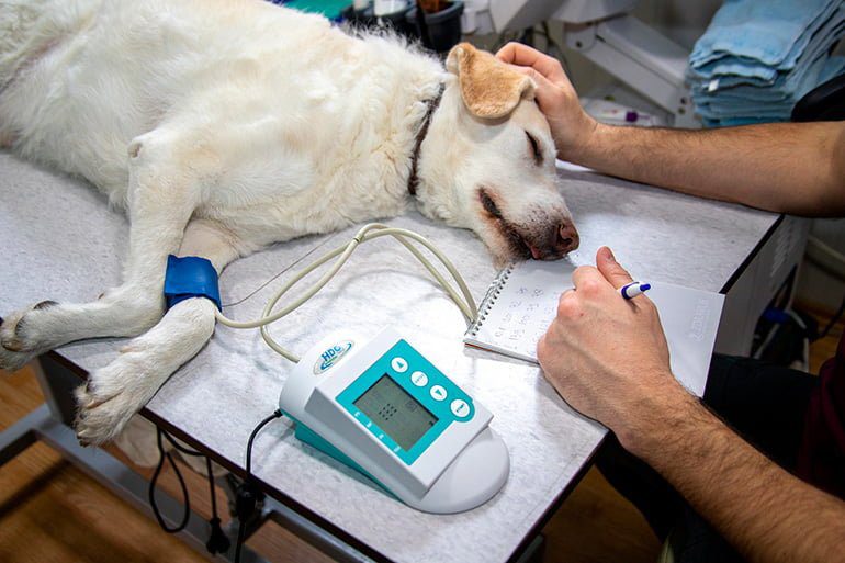 perro-en-revisión-veterinaria