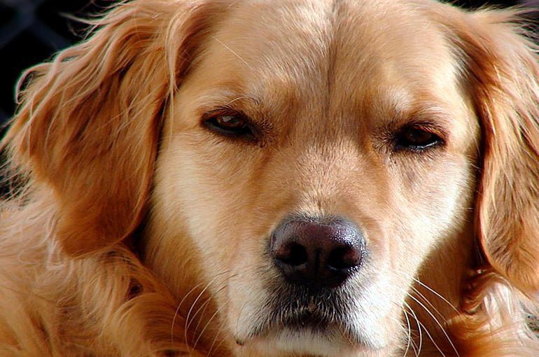 perro enfadado