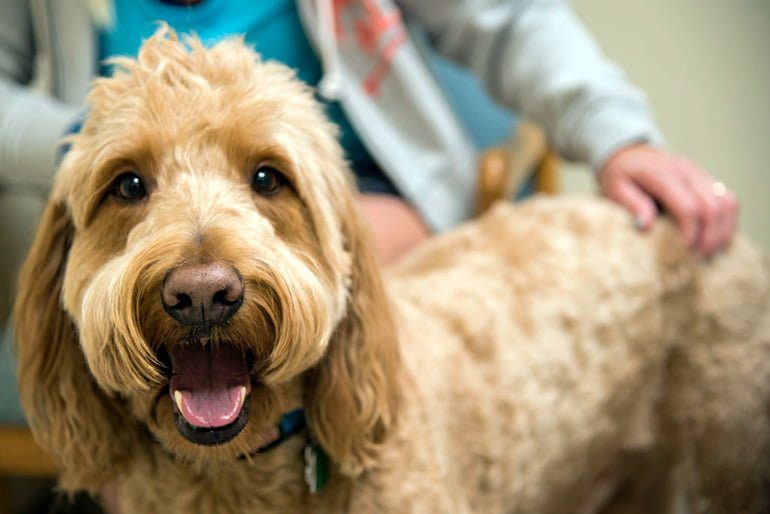 perro infectado de pseudorrabia
