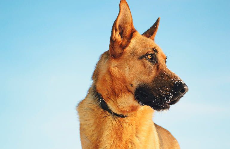 perro-pastor-alemán