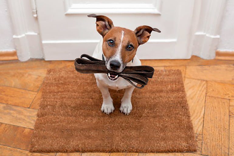perro preparado para pasear