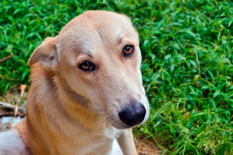 perro tras comer hierba por parásitos