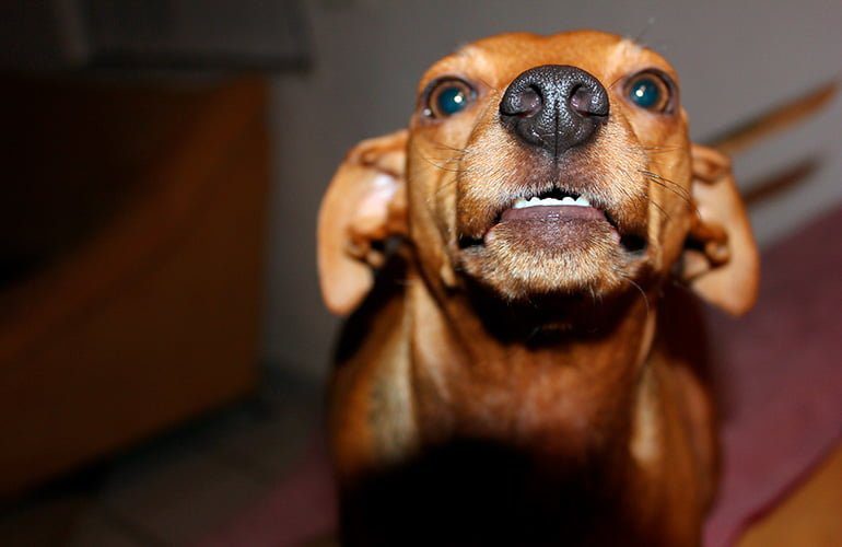 señales-de-enojo-en-un-perro
