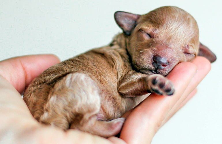 cachorro recién nacido