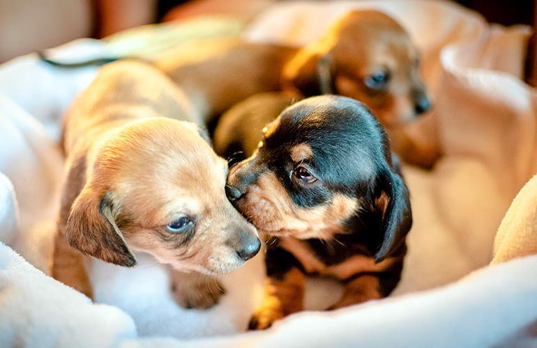 cachorros-de-perro