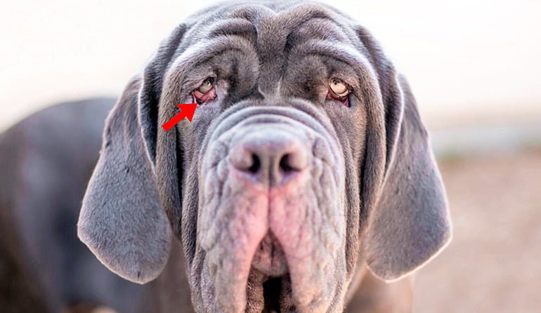 mastiff-con-problemas-de-ectropión