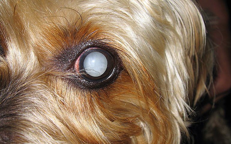 perro con el ojo blanco