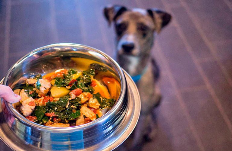 perro esperando su comida casera