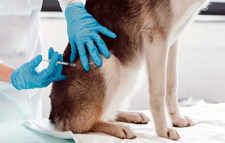 vacunando a un perro en el veterinario