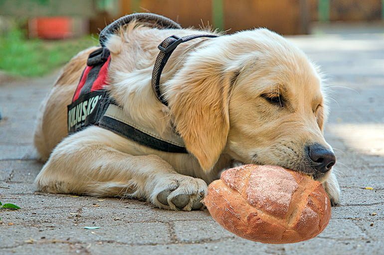 Perro comiendo pan