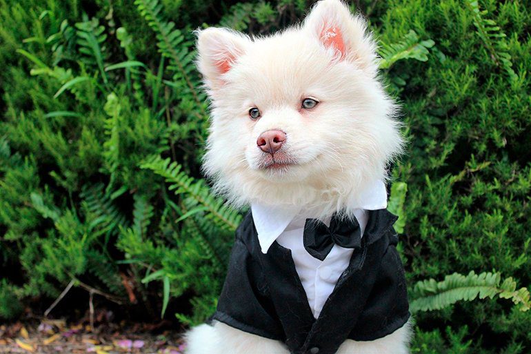 cachorro con mucha perronalidad