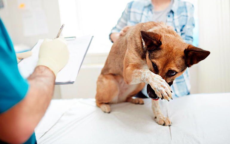 perro con tumor en el hocico en el veterinario