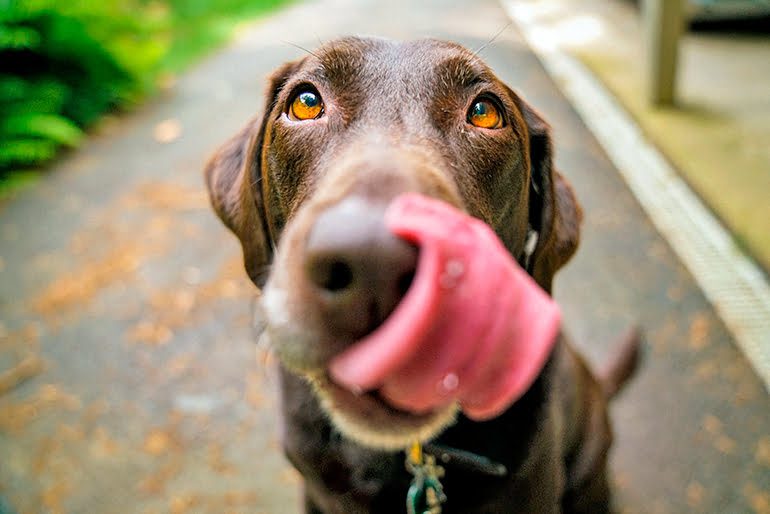 perro esperando comer levadura de cerveza