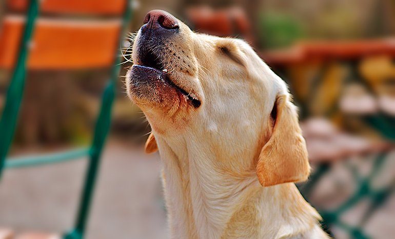 perro intuyendo peligro