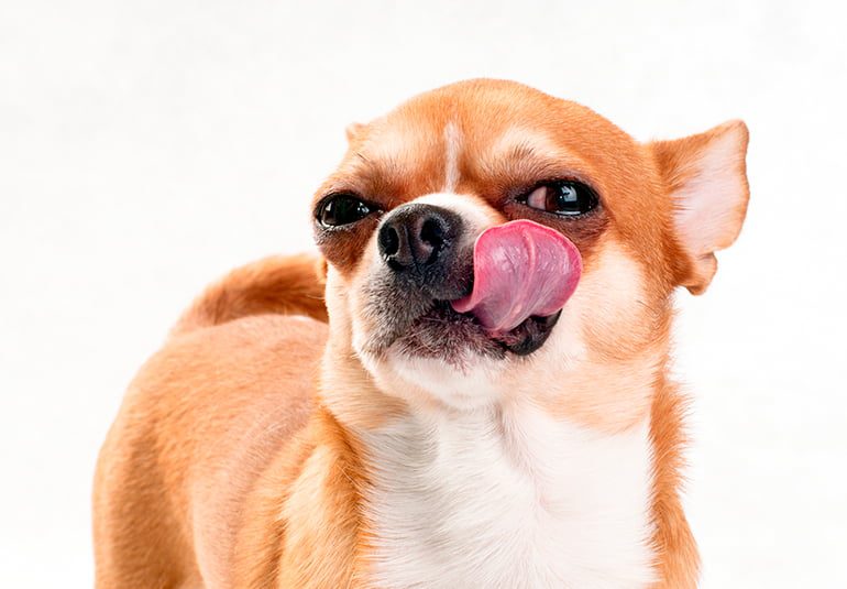 perro se relame despues de comer caca