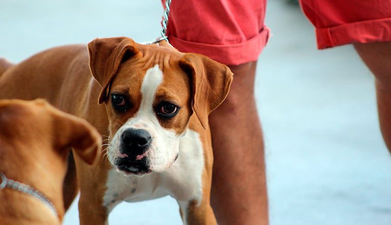 perro-socializando