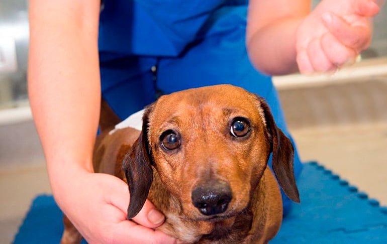perro con hernia discal