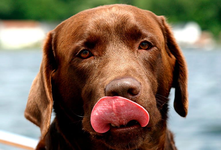 perro lamiendose la boca
