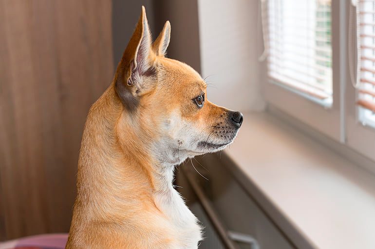 perro mirando por la ventana