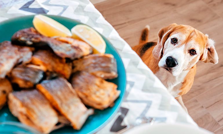 perro observando la comida