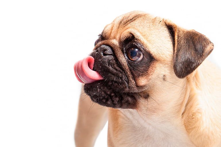 perro-pequeño-con-la-lengua-fuera