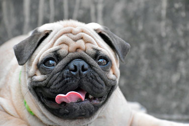 perro pug con similitud al síndrome de down