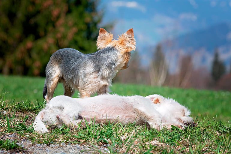 dos perros tras aparearse