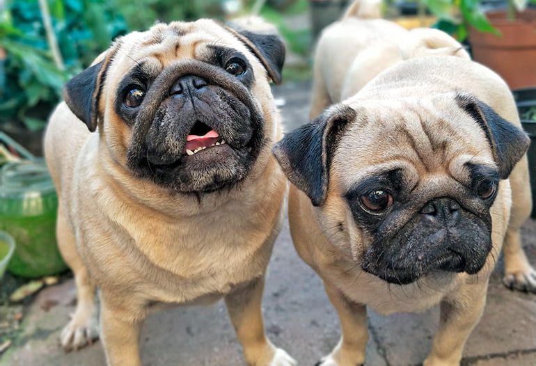 pareja-de-perros-de-pequeño-tamaño