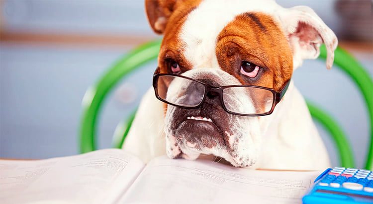 perro aprendiendo