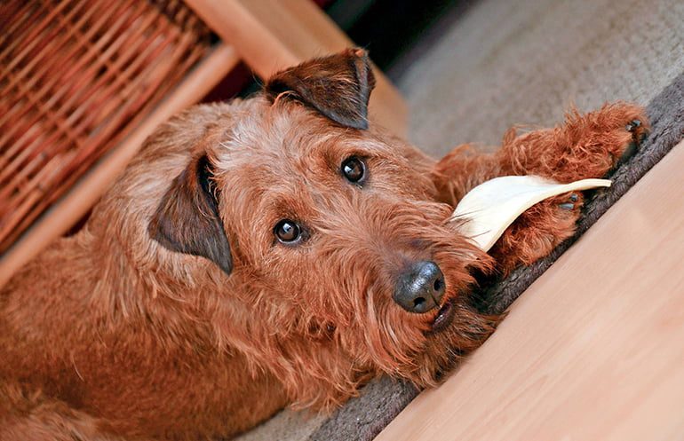 perro comiendo