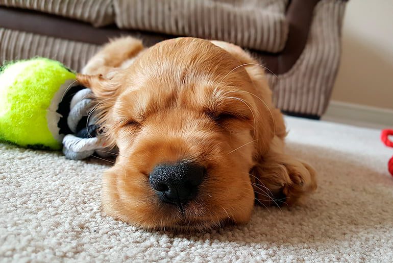 perro dormido sobre la moqueta