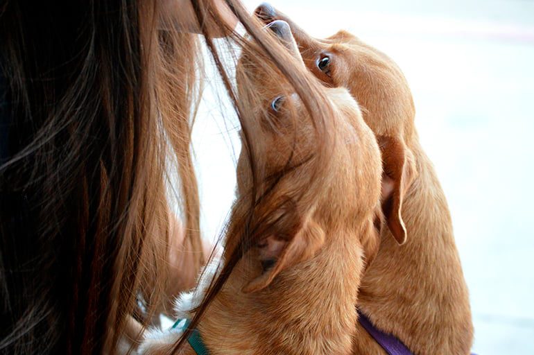 perro emocionado por llegar a casa