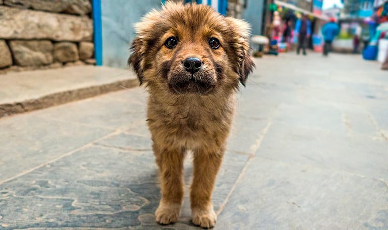 perro en la ciudad
