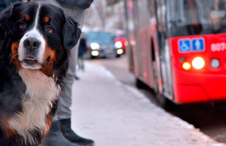 perro-en-una-estación-de-bus