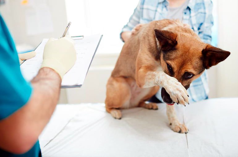 perro en veterinario para castracion