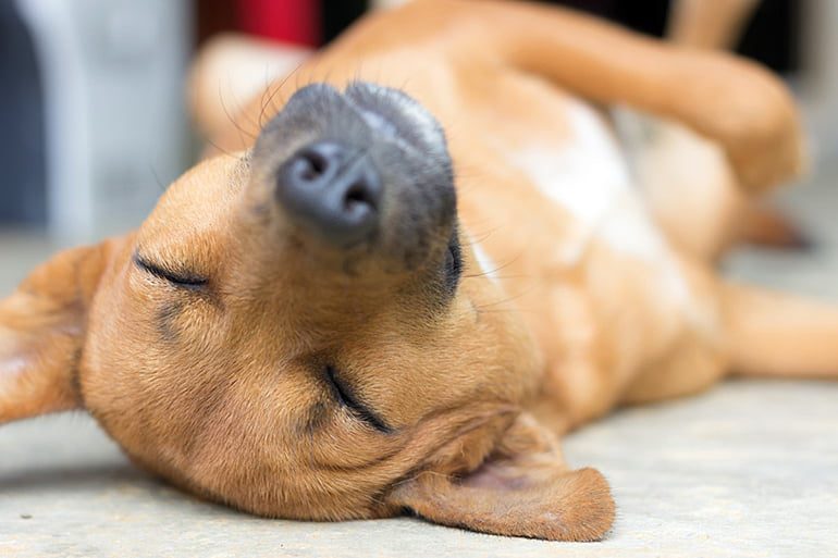 perro muy cansado