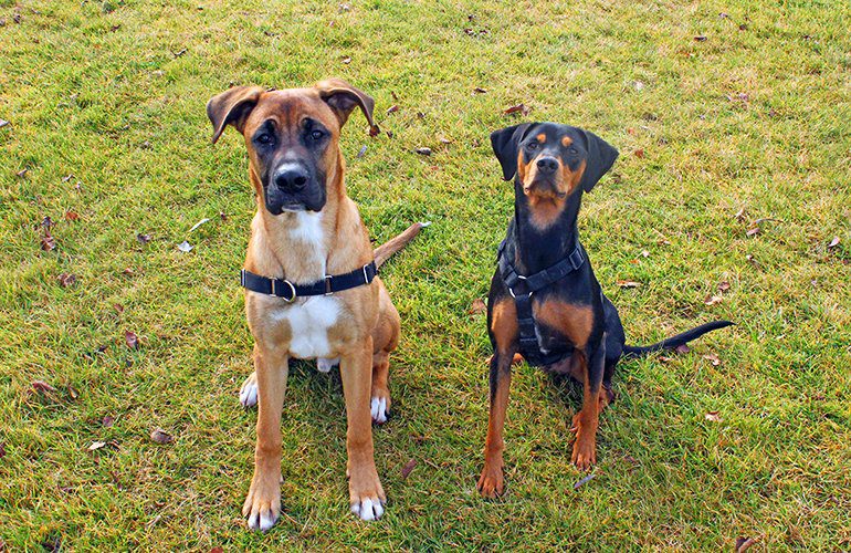 perros-sin-raza