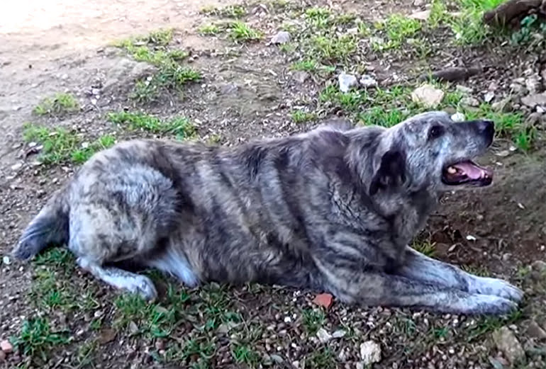Dogo Sardo