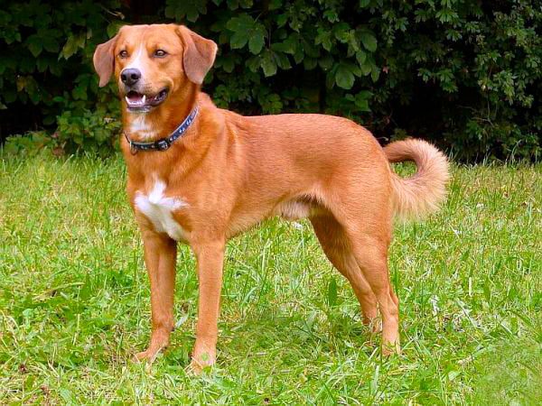 Pinscher-austriaco