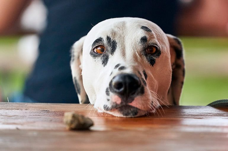 perro dalmata observando