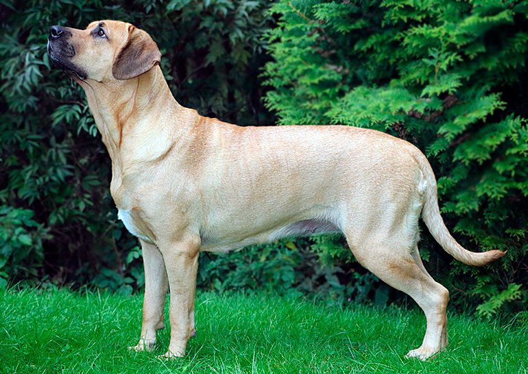 perro de raza broholmer