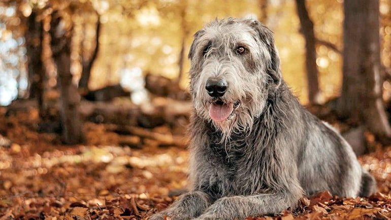 perro de raza lobero irlandes
