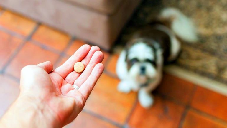 perro esperando su pastilla