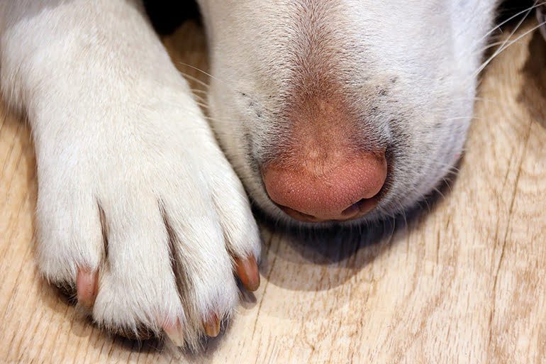 perro oliendo su pata