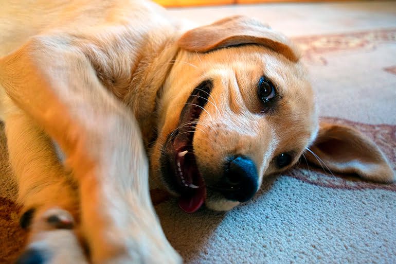 perro feliz