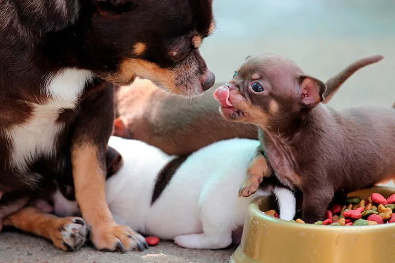 cachorro de Chihuahueno junto a su madre