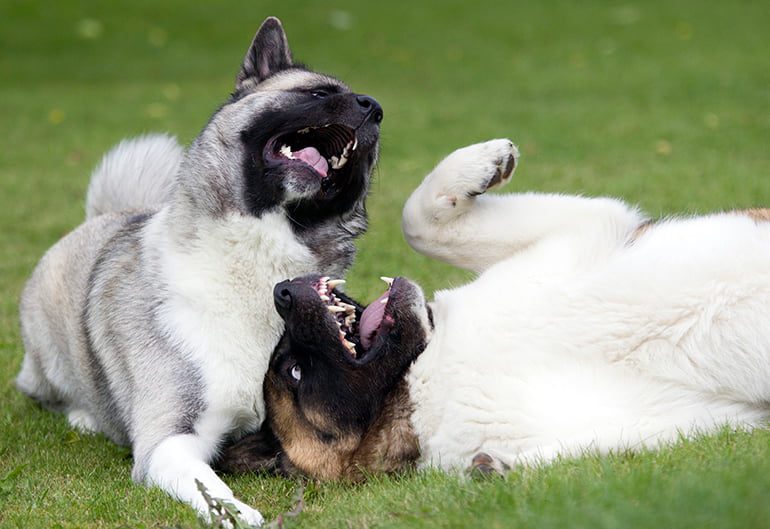dos perros jugando